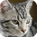 Blue-Eyed American Shorthair: Photo Collection